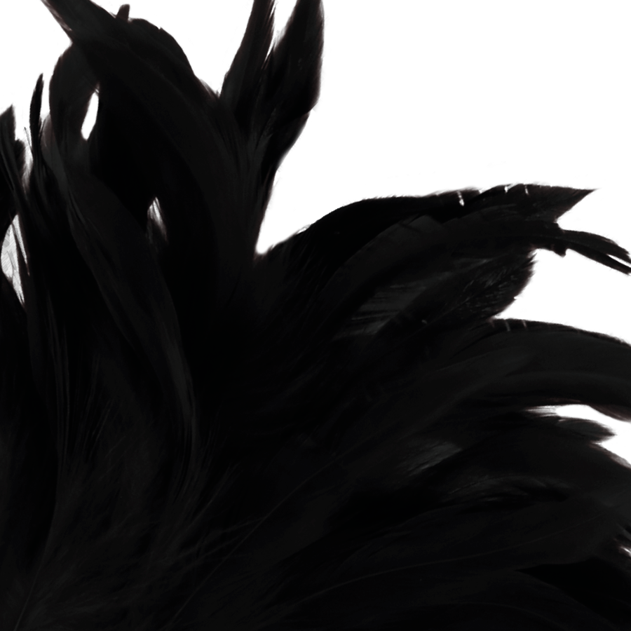 Macro close-up of soft black feathers – sensual BDSM tickler for gentle stimulation